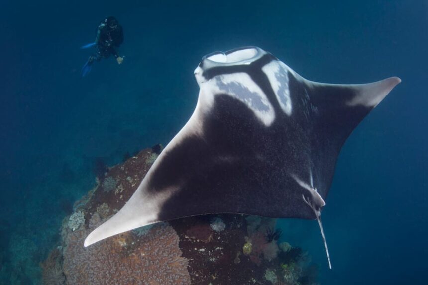 Manta ray gliding over a reef with a diver in the distance