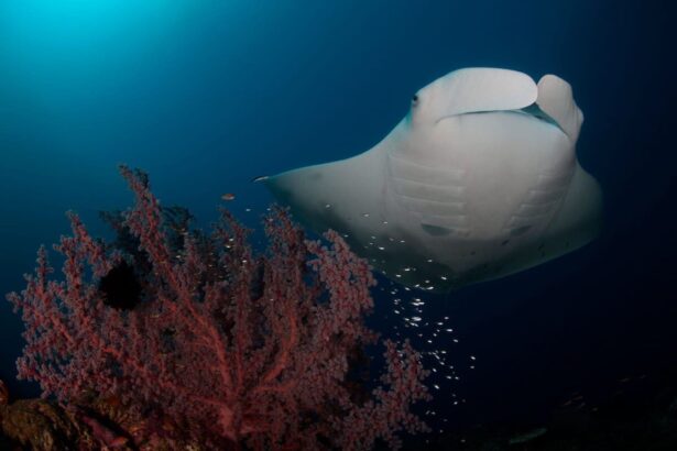 Manta ray gliding past soft coral in blue water