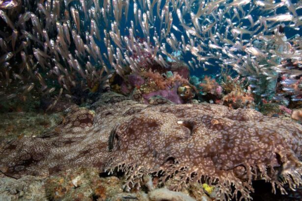 Wobbegong shark camouflaged on the reef beneath a school of baitfish