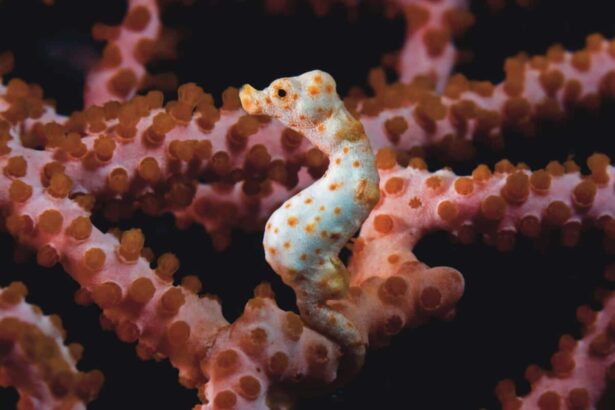 Pygmy seahorse camouflaged against pink coral