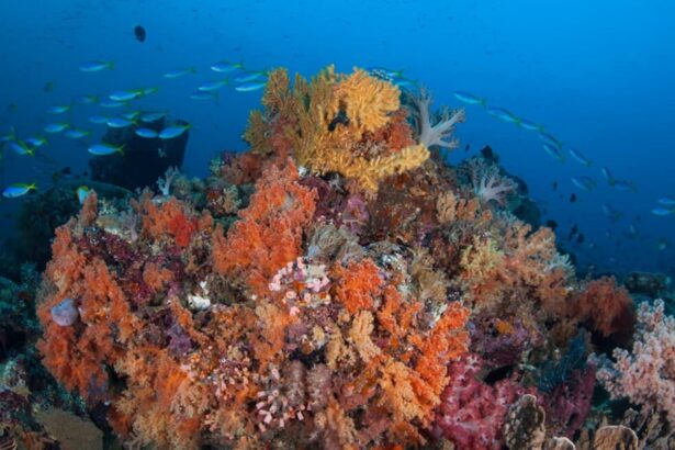 Colorful soft coral outcrop with reef fish swimming past