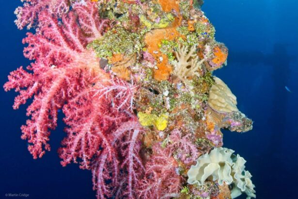 Close-up of soft coral and a barrel sponge on a Truk Lagoon wreck