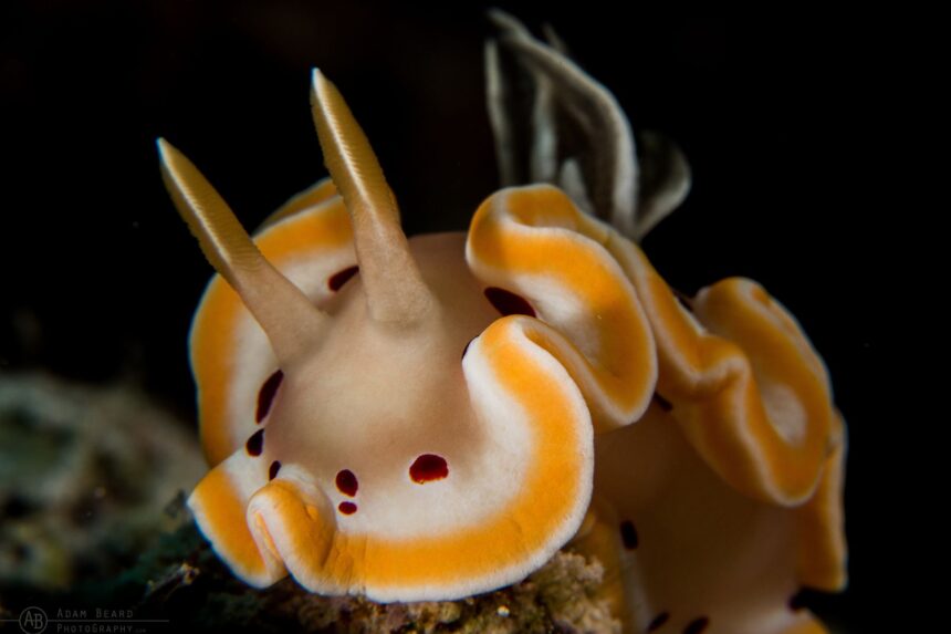 Close-up of an orange and white nudibranch on coral near the Solomons Master