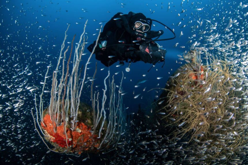 Diver hovering beside gorgonian coral surrounded by schooling baitfish