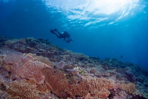 Diver swimming over a coral reef with sunlight streaming through the water