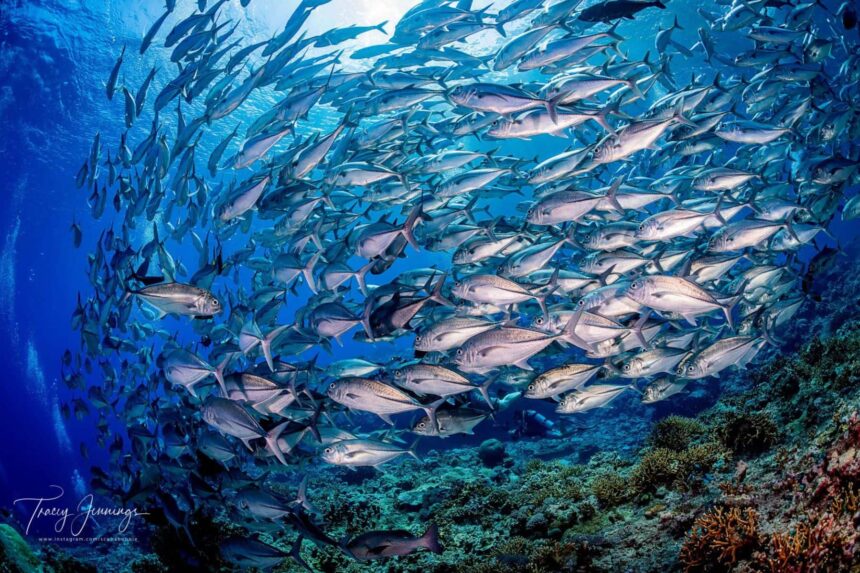 Large school of jackfish swirling over a reef near the Solomons Master