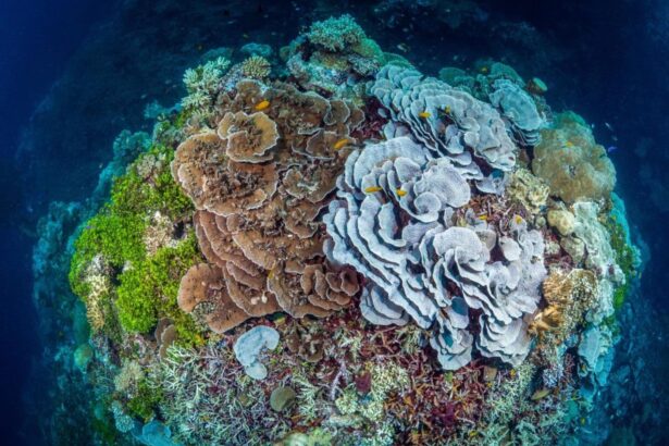 Wide-angle view of a hard and soft coral bommie teeming with reef fish