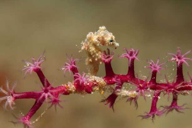 Seahorse clinging to a branch of pink sea whip coral