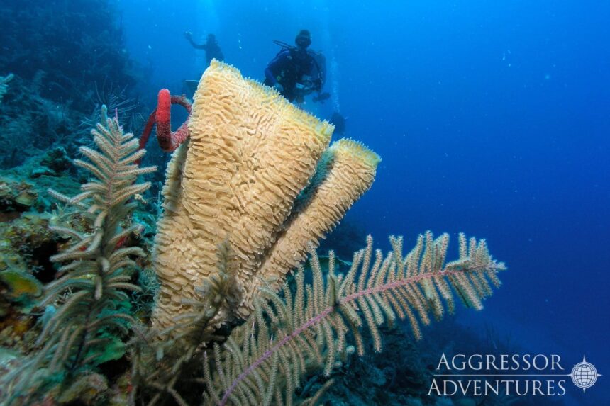 Divers hover near a yellow tube sponge and soft coral on a reef wall