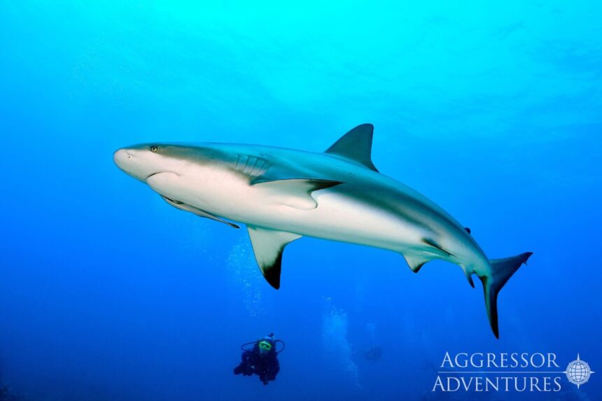Caribbean reef shark swims past a diver in open blue water