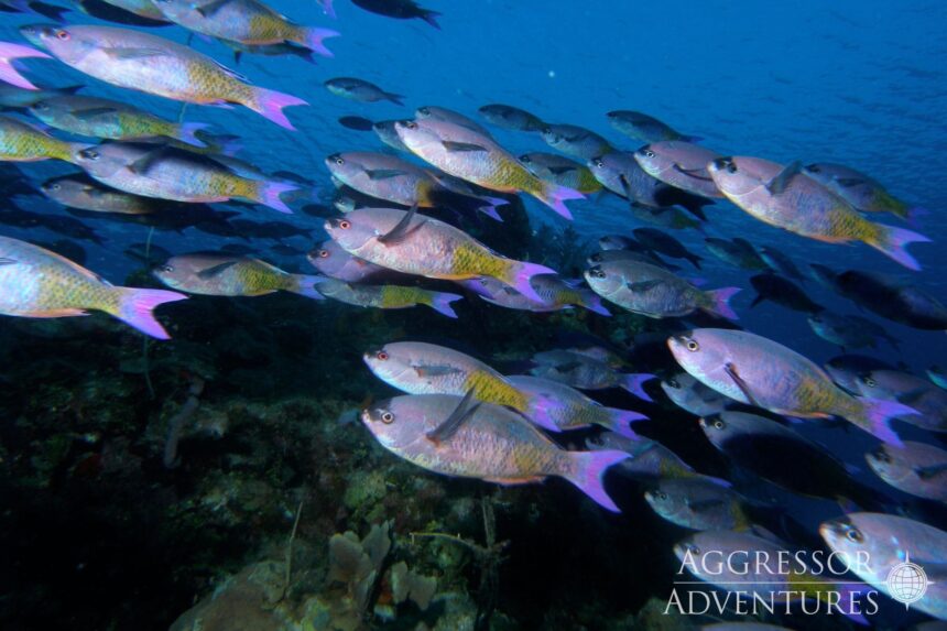 A dense school of silver and yellow fish swimming over the reef