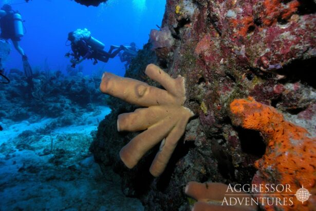 Diver approaching an orange tube sponge on a colorful reef wall