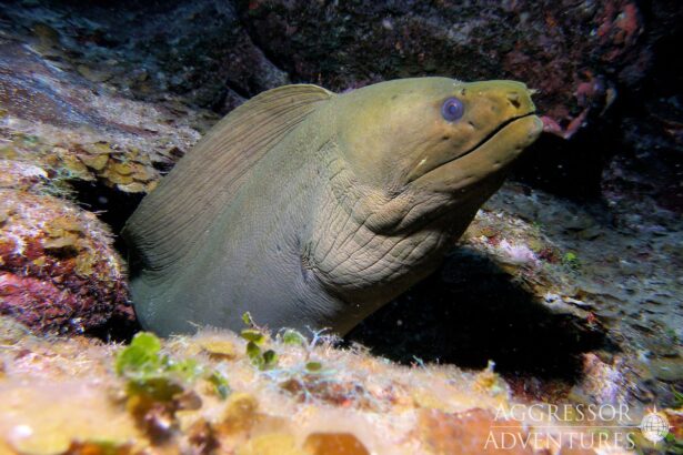A green moray eel peers out from a crevice in the reef