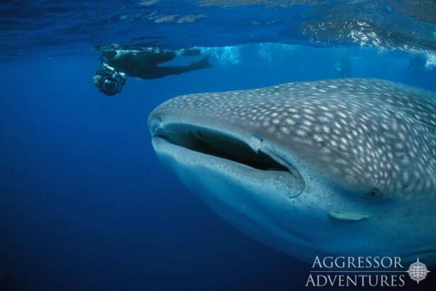 A whale shark feeds near the surface as a diver with a camera looks on