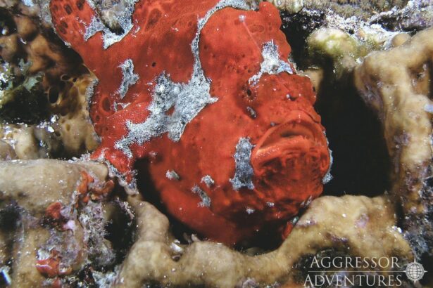 A red frogfish blends into a coral crevice