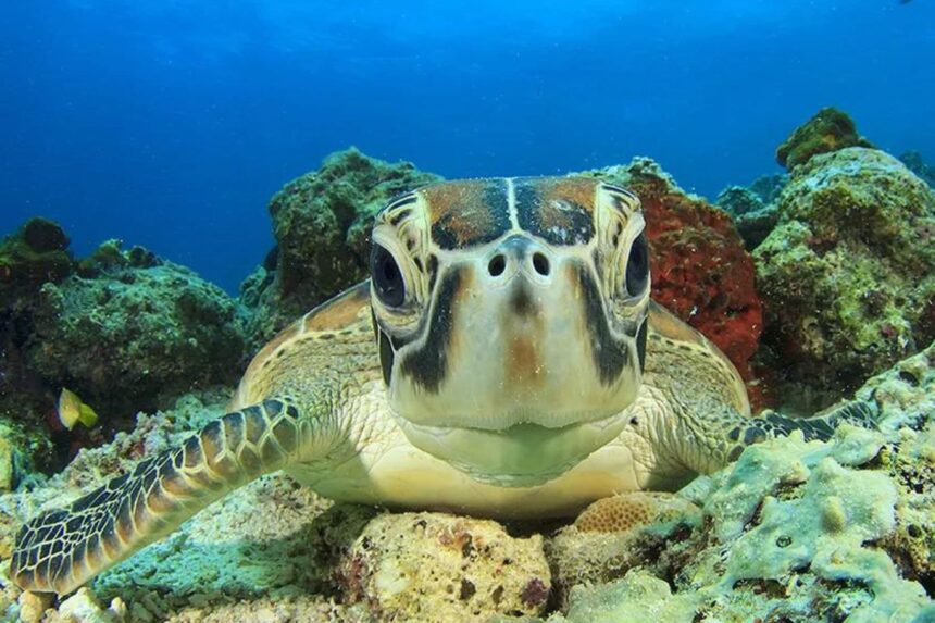 Green sea turtle resting on coral rubble and facing the camera