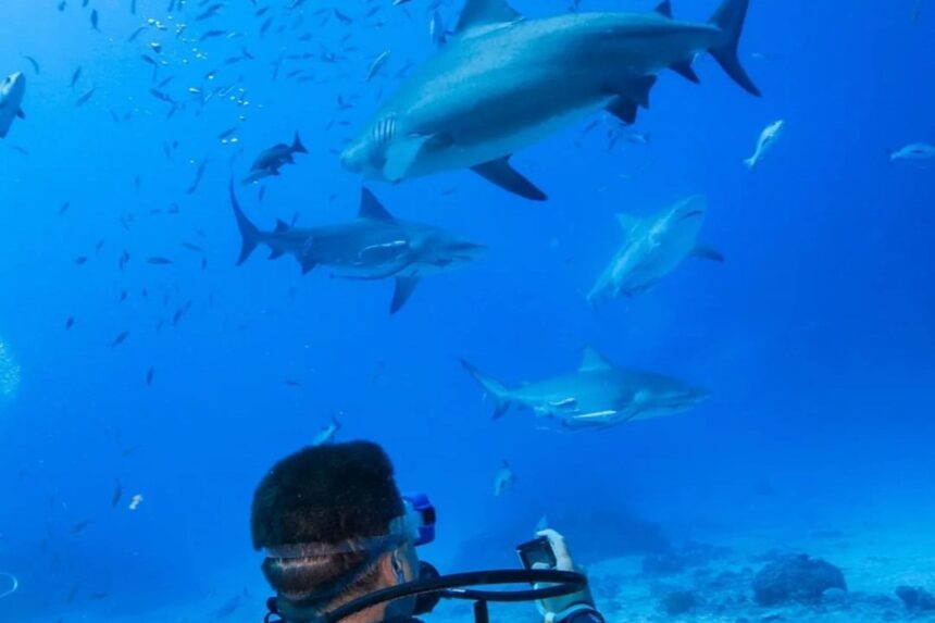 Bull sharks circling in blue water above a diver watching from the reef in Fiji
