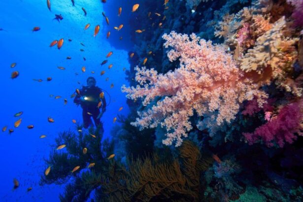 Diver among soft corals and orange anthias fish on a colorful reef wall