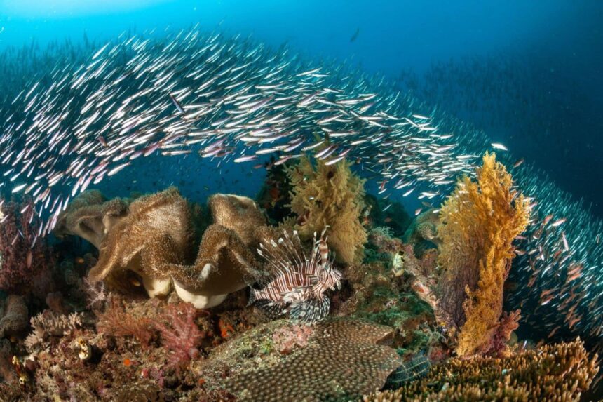 A giant clam and lionfish surrounded by a swirling school of silver fish