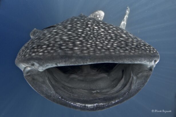 Close-up of a whale shark's open mouth feeding near the surface