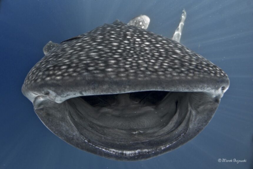 Close-up of a whale shark's open mouth feeding near the surface