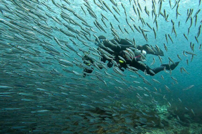 Divers swimming through a dense school of silver baitfish
