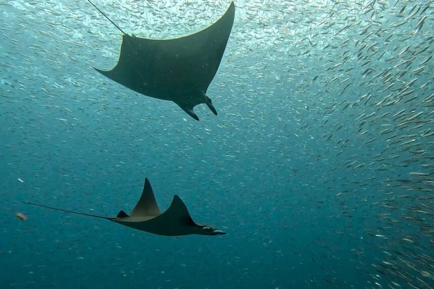 Two manta rays gliding through a shoal of baitfish