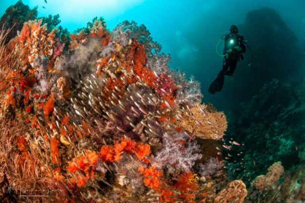 Diver hovering beside a soft coral reef crowded with schooling fish