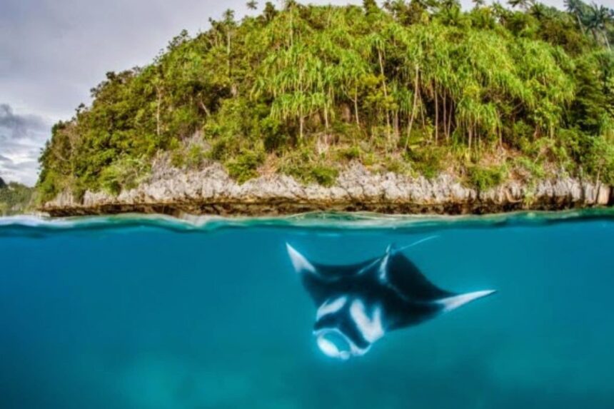 A manta ray seen from below floating over a rocky shoreline just under the surface
