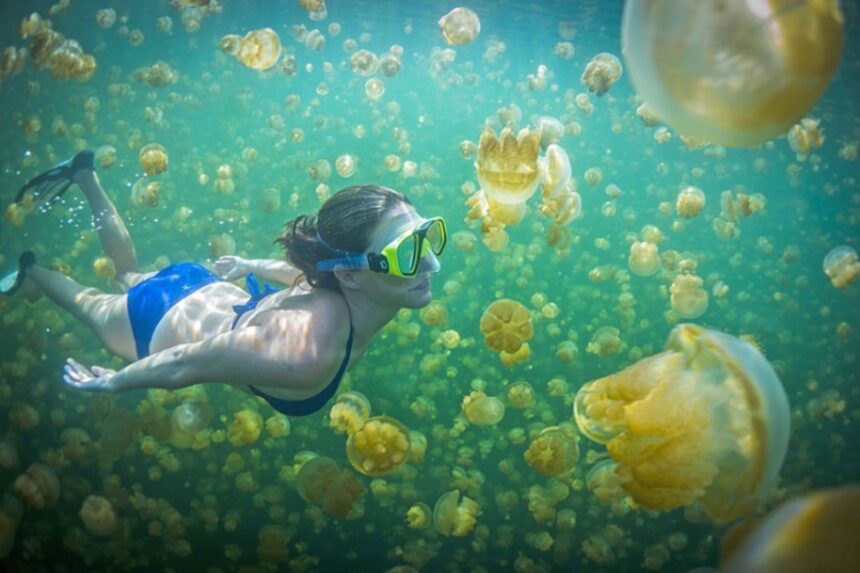 Snorkeler swimming among thousands of golden jellyfish in a lake