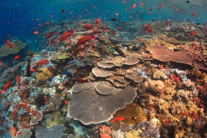 Colorful coral reef with schools of red and orange fish in clear water
