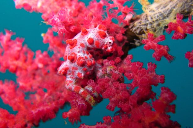 A pink pygmy seahorse camouflaged against red gorgonian sea fan coral