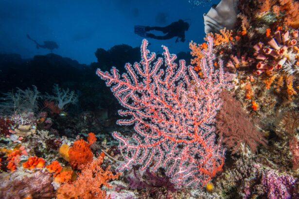 Diver approaching a red sea fan coral formation on a wall dive