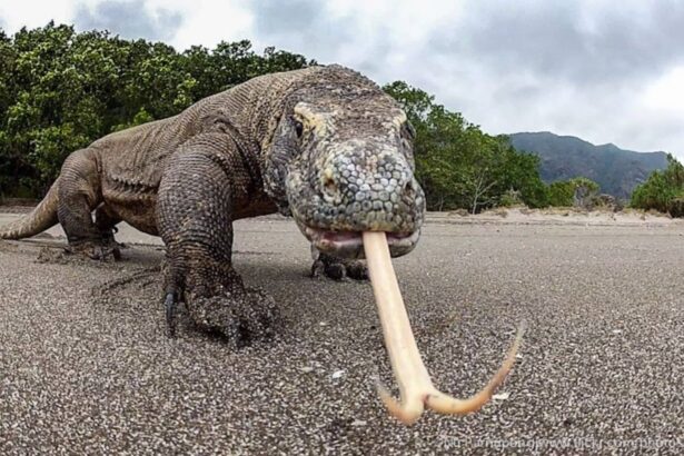 A Komodo dragon with its forked tongue extended, walking along a sandy path