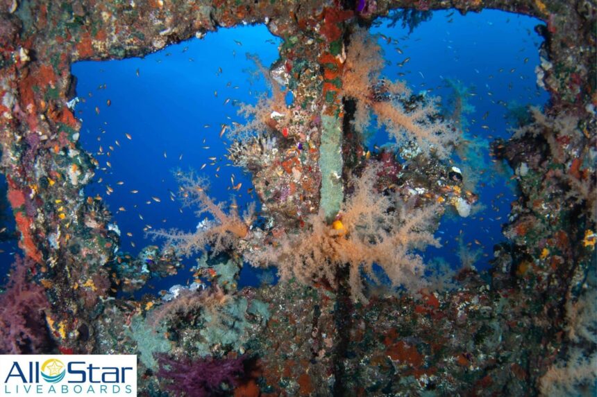 Soft coral growing on a Red Sea wreck opening with fish swimming through the frame