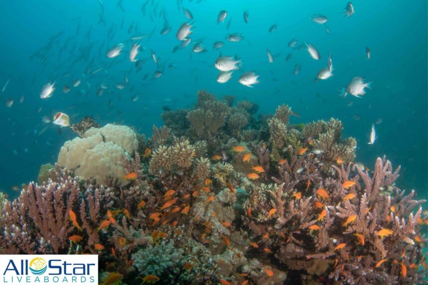 coral reef busy with damselfish and anthias in the Red Sea