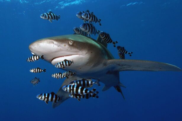 oceanic whitetip shark trailed by striped pilot fish in the Red Sea