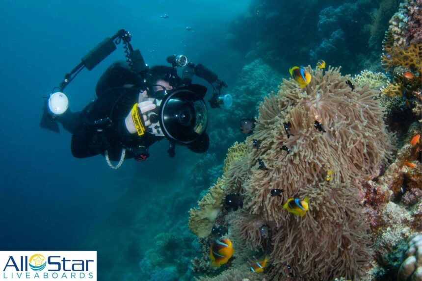 diver photographing anemonefish sheltering in a sea anemone