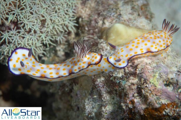 pair of orange spotted nudibranchs crawling across the reef