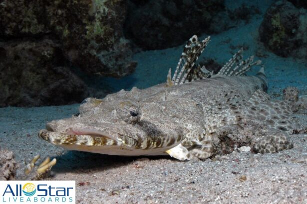 crocodilefish resting camouflaged on the sandy seabed