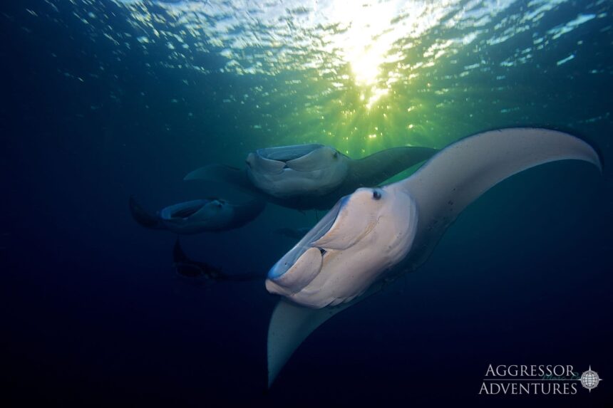 Group of manta rays gliding through sunlit water off Palau