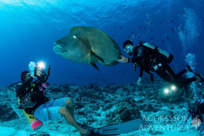 Diver photographing a large Napoleon wrasse alongside another diver underwater in Palau