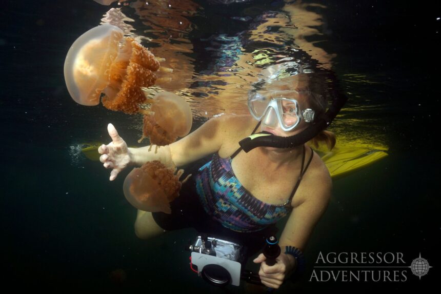 Snorkeler reaching toward golden jellyfish in a Palau lake