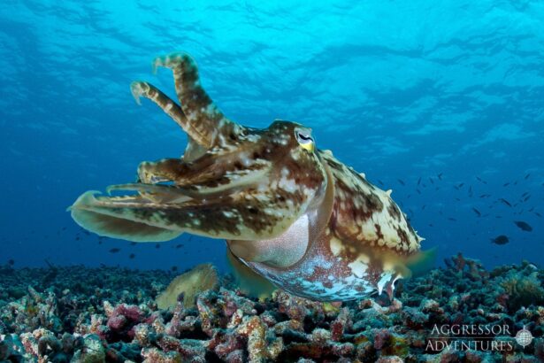 Cuttlefish displaying its arms on a Palau reef