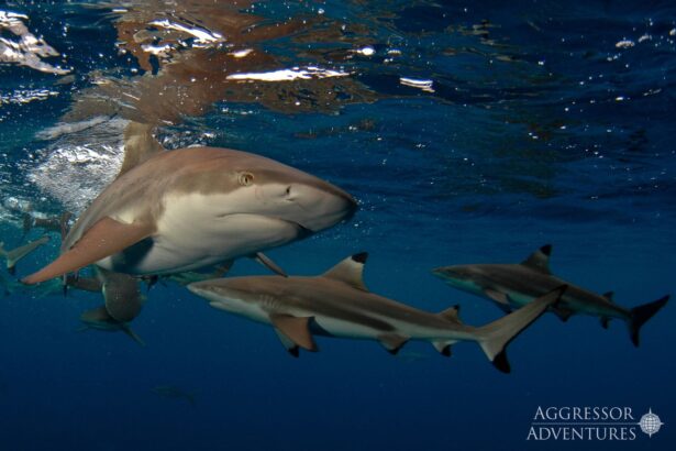 Blacktip reef sharks swimming near the surface in Palau