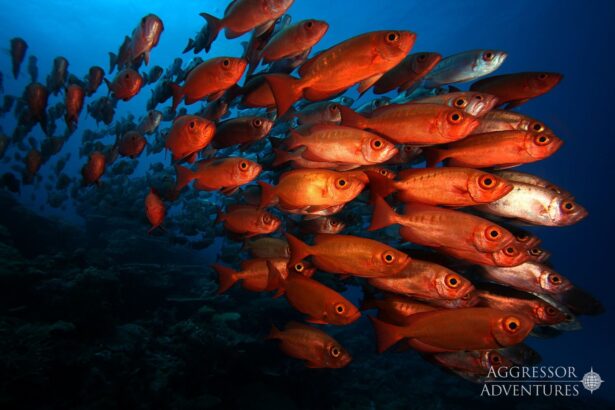 Dense school of red bigeye fish schooling over a Palau reef