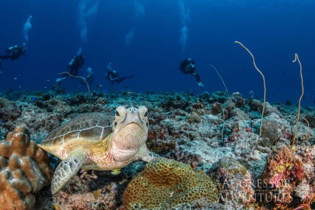 Green sea turtle resting on coral while divers hover in the background in Palau