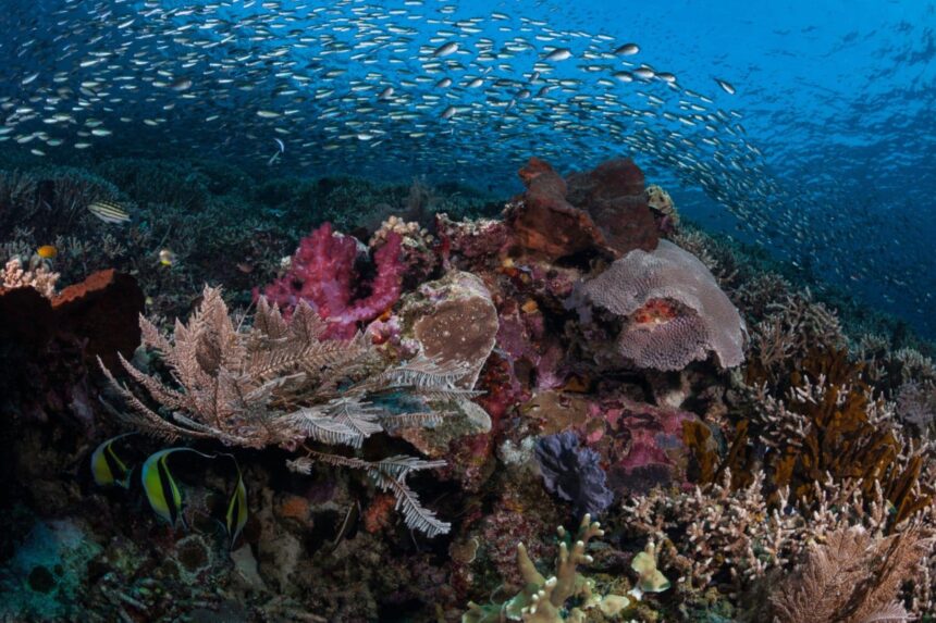 Colorful reef scene with schooling fish and soft corals in Indonesia