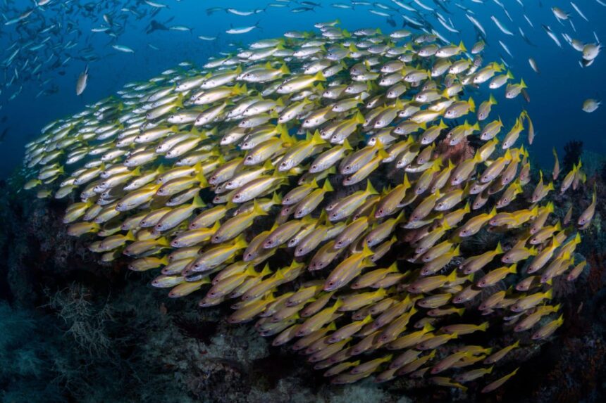 Dense school of yellow and silver snapper swirling over a reef