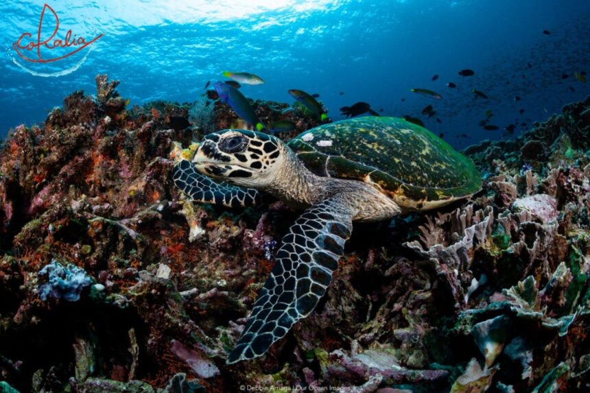 Hawksbill sea turtle resting on a coral reef with fish swimming above